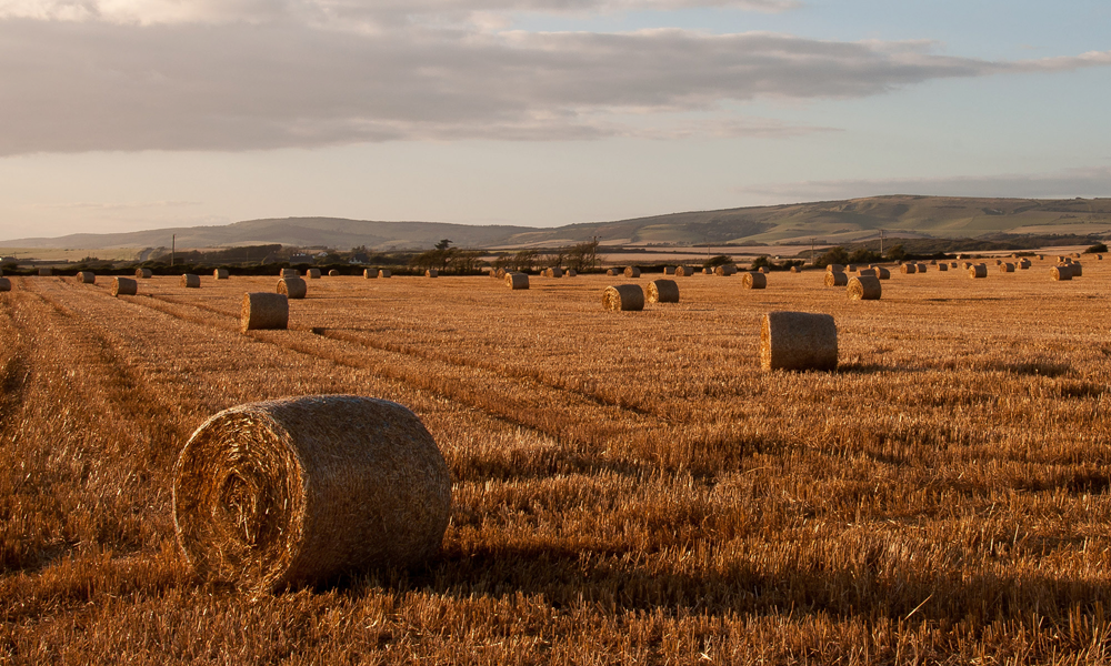 Field Over Needles by Phil O'Driscoll